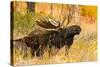 Moose bull in golden willows.-Larry Ditto-Stretched Canvas