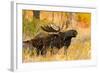 Moose bull in golden willows.-Larry Ditto-Framed Photographic Print