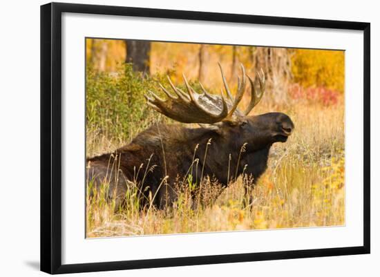 Moose bull in golden willows.-Larry Ditto-Framed Photographic Print