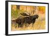 Moose bull in golden willows.-Larry Ditto-Framed Photographic Print