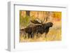 Moose bull in golden willows.-Larry Ditto-Framed Photographic Print