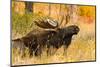 Moose bull in golden willows.-Larry Ditto-Mounted Photographic Print