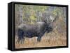 Moose Bull in Snow Storm with Aspen Trees in Background, Grand Teton National Park, Wyoming, USA-Rolf Nussbaumer-Framed Stretched Canvas