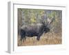 Moose Bull in Snow Storm with Aspen Trees in Background, Grand Teton National Park, Wyoming, USA-Rolf Nussbaumer-Framed Photographic Print