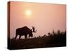 Moose Bull with Antlers Silhouetted at Sunset, Smoke of Wildfires, Denali National Park, Alaska-Steve Kazlowski-Stretched Canvas