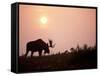 Moose Bull with Antlers Silhouetted at Sunset, Smoke of Wildfires, Denali National Park, Alaska-Steve Kazlowski-Framed Stretched Canvas