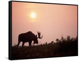 Moose Bull with Antlers Silhouetted at Sunset, Smoke of Wildfires, Denali National Park, Alaska-Steve Kazlowski-Framed Stretched Canvas