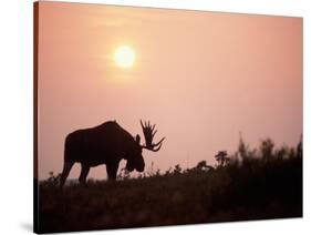 Moose Bull with Antlers Silhouetted at Sunset, Smoke of Wildfires, Denali National Park, Alaska-Steve Kazlowski-Stretched Canvas