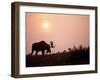 Moose Bull with Antlers Silhouetted at Sunset, Smoke of Wildfires, Denali National Park, Alaska-Steve Kazlowski-Framed Photographic Print