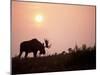 Moose Bull with Antlers Silhouetted at Sunset, Smoke of Wildfires, Denali National Park, Alaska-Steve Kazlowski-Mounted Photographic Print