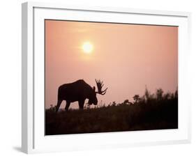 Moose Bull with Antlers Silhouetted at Sunset, Smoke of Wildfires, Denali National Park, Alaska-Steve Kazlowski-Framed Photographic Print