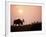 Moose Bull with Antlers Silhouetted at Sunset, Smoke of Wildfires, Denali National Park, Alaska-Steve Kazlowski-Framed Photographic Print