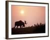 Moose Bull with Antlers Silhouetted at Sunset, Smoke of Wildfires, Denali National Park, Alaska-Steve Kazlowski-Framed Photographic Print