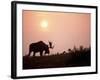 Moose Bull with Antlers Silhouetted at Sunset, Smoke of Wildfires, Denali National Park, Alaska-Steve Kazlowski-Framed Photographic Print