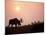 Moose Bull with Antlers Silhouetted at Sunset, Smoke of Wildfires, Denali National Park, Alaska-Steve Kazlowski-Mounted Photographic Print