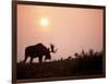Moose Bull with Antlers Silhouetted at Sunset, Smoke of Wildfires, Denali National Park, Alaska-Steve Kazlowski-Framed Photographic Print