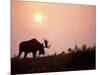 Moose Bull with Antlers Silhouetted at Sunset, Smoke of Wildfires, Denali National Park, Alaska-Steve Kazlowski-Mounted Photographic Print