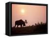 Moose Bull with Antlers Silhouetted at Sunset, Smoke of Wildfires, Denali National Park, Alaska-Steve Kazlowski-Framed Stretched Canvas