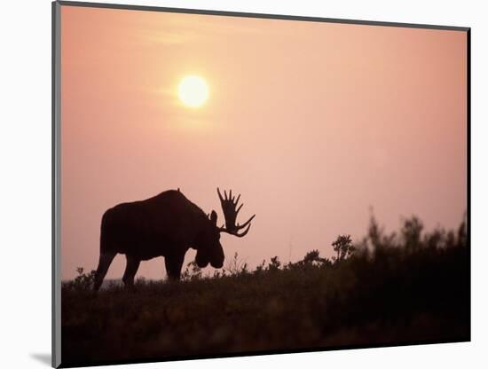 Moose Bull with Antlers Silhouetted at Sunset, Smoke of Wildfires, Denali National Park, Alaska-Steve Kazlowski-Mounted Photographic Print