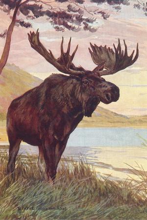 Vintage Canada Lake of the Woods Moose Poster