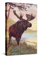 Moose by Lake-null-Stretched Canvas