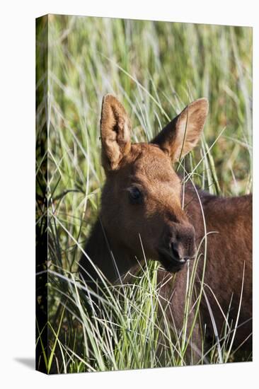 Moose Calf-null-Stretched Canvas