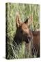 Moose Calf-null-Stretched Canvas