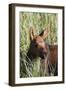 Moose Calf-null-Framed Photographic Print