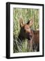 Moose Calf-null-Framed Photographic Print