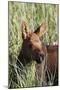 Moose Calf-null-Mounted Photographic Print