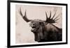 Moose Call-Marcus Prime-Framed Art Print