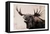 Moose Call-Marcus Prime-Framed Stretched Canvas