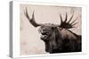 Moose Call-Marcus Prime-Stretched Canvas