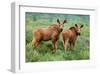 Moose Calves, Denali National Park, Alaska-Art Wolfe-Framed Giclee Print