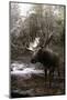 Moose Creek-Steve Hunziker-Mounted Art Print