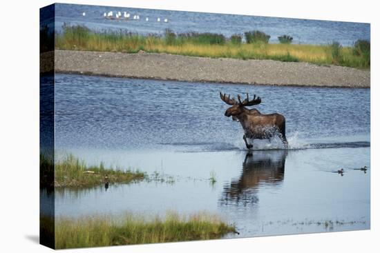 Moose Crossing Brooks River-W^ Perry Conway-Stretched Canvas