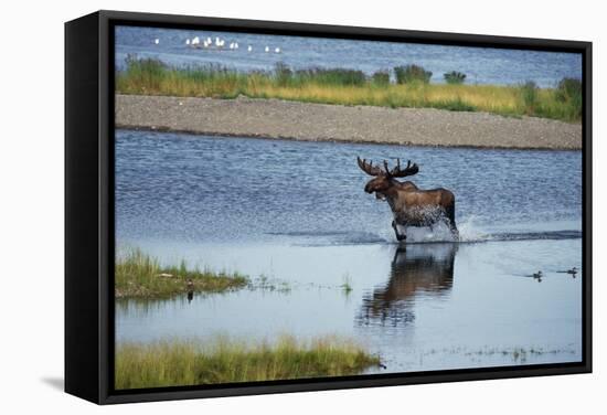 Moose Crossing Brooks River-W^ Perry Conway-Framed Stretched Canvas