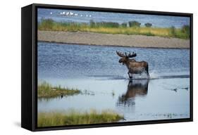 Moose Crossing Brooks River-W^ Perry Conway-Framed Stretched Canvas