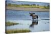 Moose Crossing Brooks River-W^ Perry Conway-Stretched Canvas