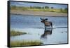 Moose Crossing Brooks River-W^ Perry Conway-Framed Stretched Canvas