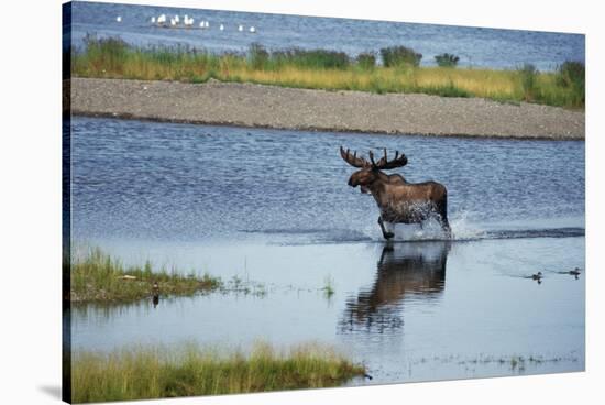 Moose Crossing Brooks River-W^ Perry Conway-Stretched Canvas