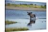 Moose Crossing Brooks River-W^ Perry Conway-Stretched Canvas