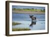 Moose Crossing Brooks River-W^ Perry Conway-Framed Photographic Print