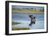 Moose Crossing Brooks River-W^ Perry Conway-Framed Photographic Print