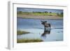 Moose Crossing Brooks River-W^ Perry Conway-Framed Photographic Print