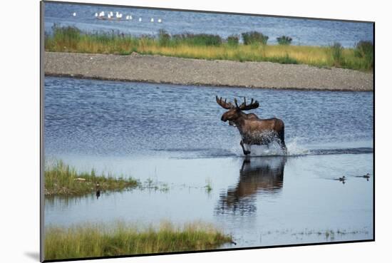 Moose Crossing Brooks River-W^ Perry Conway-Mounted Photographic Print