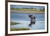 Moose Crossing Brooks River-W^ Perry Conway-Framed Photographic Print