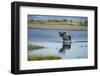 Moose Crossing Brooks River-W^ Perry Conway-Framed Photographic Print