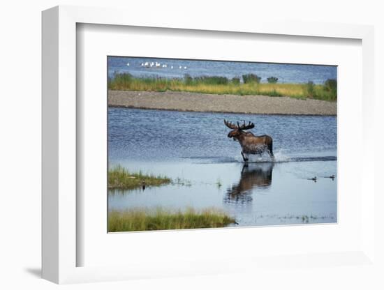Moose Crossing Brooks River-W^ Perry Conway-Framed Photographic Print