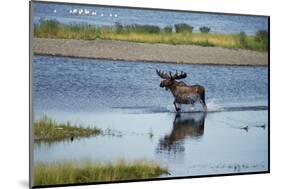 Moose Crossing Brooks River-W^ Perry Conway-Mounted Photographic Print